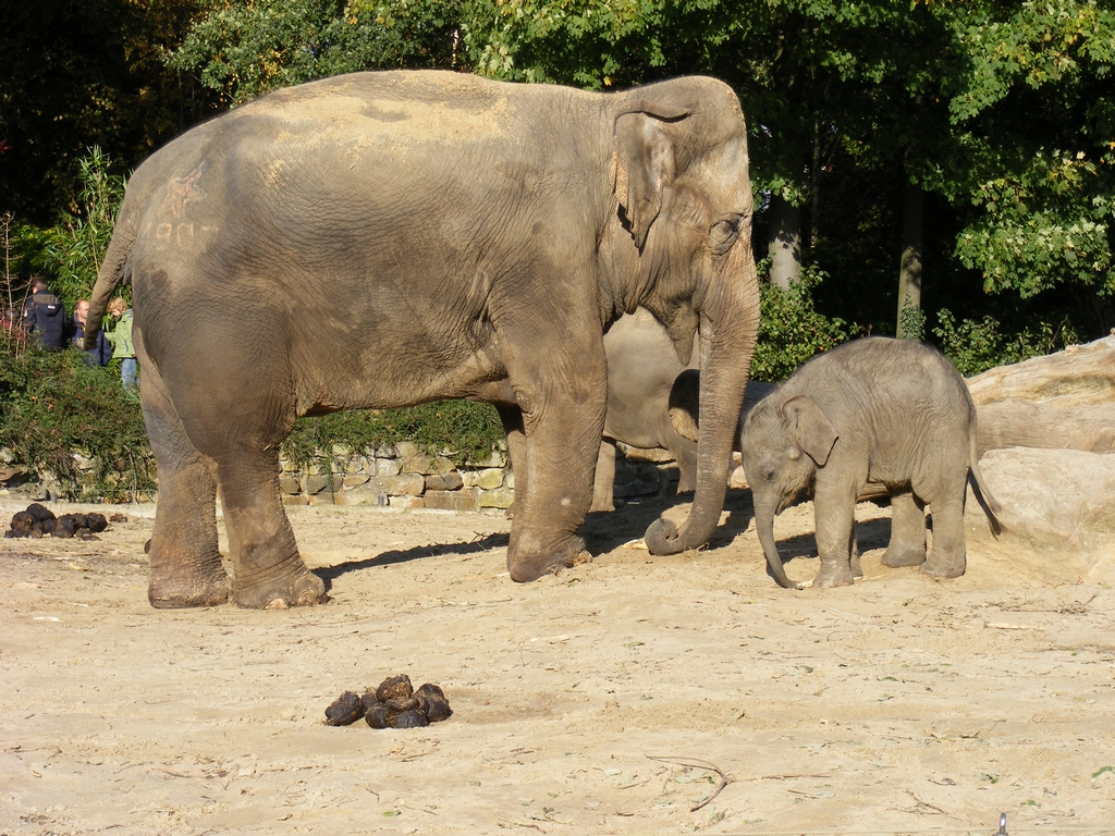 Dieren in dierenpark Emmen